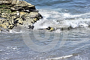 California Harbor Seal, Phoca Vitulina Richardii, 9.