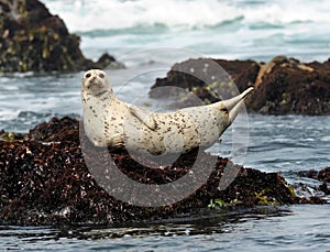 California harbor seal on rock, big sur, california