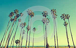 California hight palms on the blue sky background