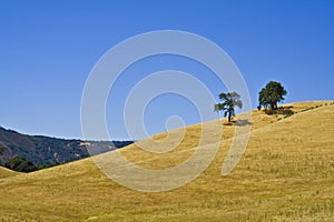 California hillside