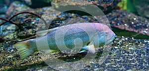 California hogfish also called California sheephead.