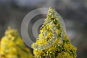 Spring Bloom Series - Honey Bees on Yellow Flowers - Stunning Black Leaves on Aeonium Zwartkop Succulent photo