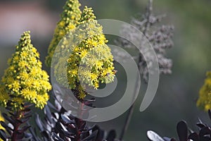 California Wildlife Series - Honey Bees on Flowering Aeonium - Zwartkop photo