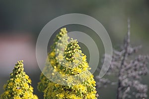 California Wildlife Series - Honey Bees on Flowering Aeonium - Zwartkop photo