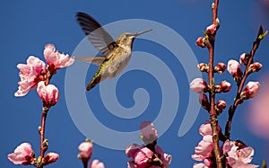 California Hummingbird in Spring with Cherry Blossoms and Joy in its Heart on a Glorious Sunny Blue Sky Day