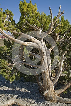 California Juniper at Red Rock Canyon