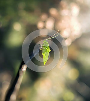 California Katydid, Wildlife, Bug photo