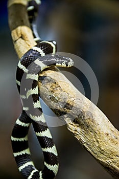 California king snake photo