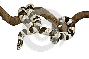 California Kingsnake