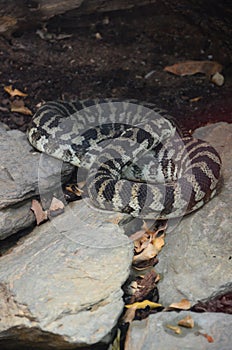 California Kingsnake aberrant phase Lampropeltis getulus californiae