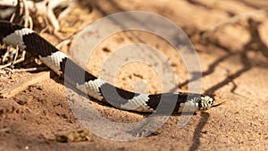 California Kingsnake crawling across coral colored sand