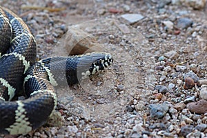 California Kingsnake - Lampropeltis californiae - close up - in Arizona