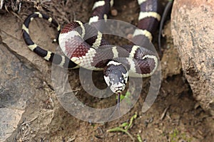 California Kingsnake Lampropeltis californiae stike position