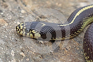 California Kingsnake Lampropeltis californiae Striped Colorphase closeup