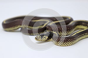 California Kingsnake Lampropeltis californiae Striped phase white background