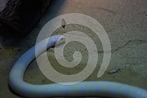 California kingsnake wiggle on sand floor