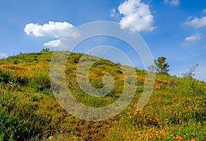 California-Lake Elsinore City Meadow 3