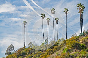 California landscape. Palm trees and beautiful sky background.