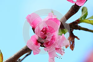 California Landscape Scenery - Peach Blossoms - View of Mountains - Ramona California