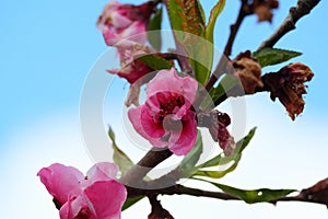 California Landscape Scenery - Peach Blossoms - View of Mountains - Ramona California