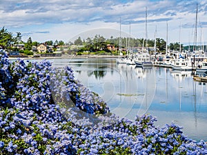 California Lilac blooming in front of marina with moored boats