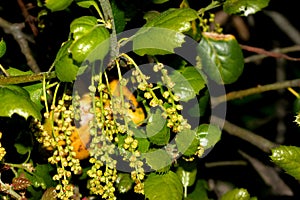 California live oak, Coast live oak, Quercus agrifolia