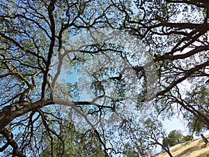 California Live Oak Tree and Blue Sky