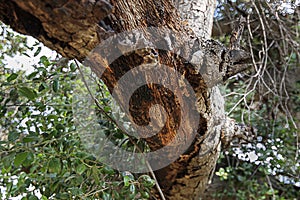 California live oak tree branches, twigs, and leaves