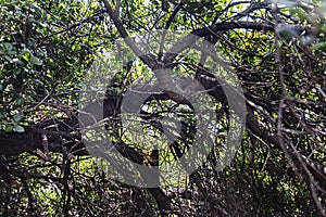 California live oak tree branches, twigs, and leaves