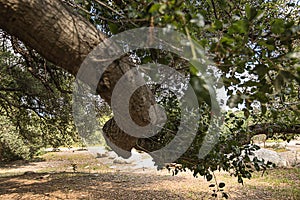 California live oak tree branches, twigs, and leaves