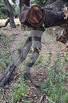 California live oak tree branches, twigs, and leaves