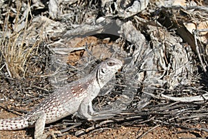 California Lizard, Desert Iguana, Dipsosaurus dorsalis dorsalis