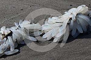 California Market Squid Egg Clusters On The Beach At Seaside, OR, USA