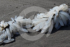 California Market Squid Egg Clusters On The Beach At Seaside, OR, USA photo