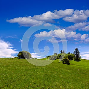 California meadow hills with oak tree