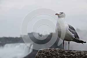 California migratory gull