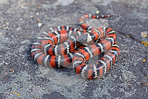 California Mountain King snake, Coast Mountain Kingsnake Lampropeltis multifasciata