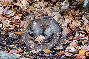 California mouse Peromyscus californicus