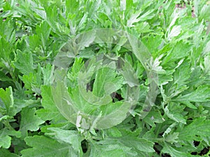 California Mugwort, Artemisia douglasiana