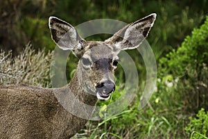 California mule deer (Odocoileus hemionus)