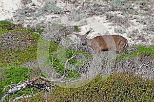 California mule deer Odocoileus hemionus californicus at Asilo