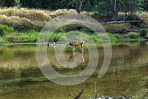 California Mule Deer standing in the Merced river, Yosemite National Park, California, USA