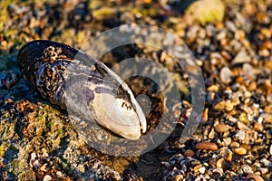 California mussel laying on a rocky beach, close-up image