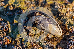 California mussel laying on a rocky beach, close-up image