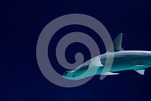 California mustelid shark. Mustelus californicus. photo