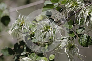 California Native Plants Series - Silver Green Fuzzy Flowers - Vine