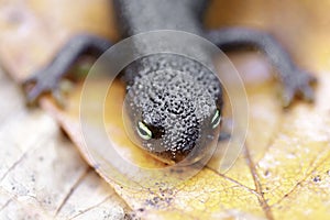 California Newt head and front legs photo