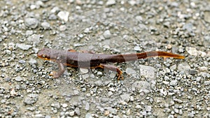 California Newt profile walking on gravel