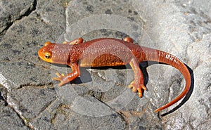 California Newt Taricha torosa