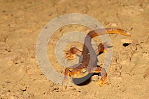 California Newt (Taricha torosa)